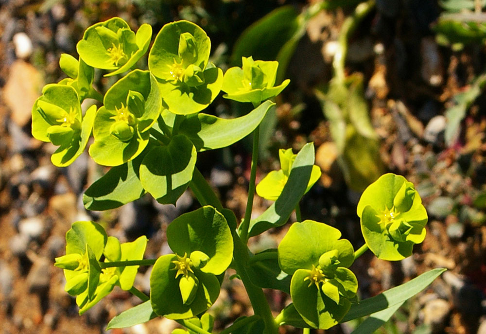 Euphorbia segetalis / Euforbia delle messi